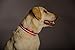 Blazin Light Up Dog Collar - The Original LED Dog Collar - USB Rechargeable - Waterproof - 1,000 Feet of Visibility - Dog Collar Light for Small, Medium, Large Dogs - USA Brand