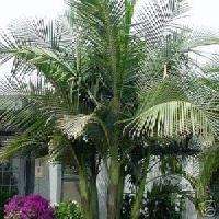 KING PALM - 20 Seeds - SEAFORTHIA elegans: Amazon.co.uk: Garden & Outdoors