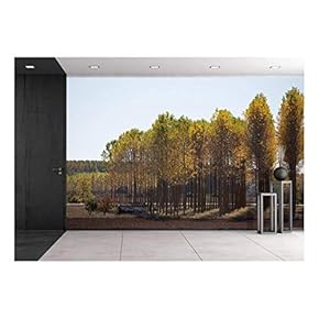 Rows of Trees in Autumn - Removable Wall Mural | Self-Adhesive Large Wallpaper - 66x96 inches