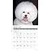 Just Bichons Frises 2019 Calendar