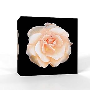 Black Back Ground Flower Painting Wall Bedroom Living House