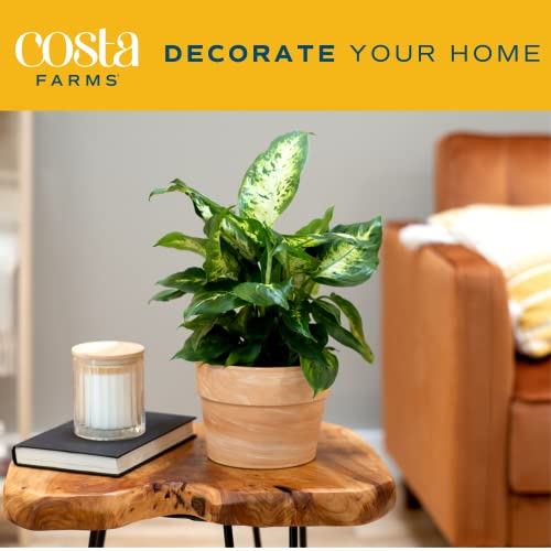 Costa Farms Dieffenbachia Live Indoor Plant, Easy to Grow Houseplant in