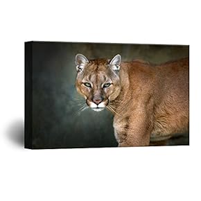 Lion Staring at The Front