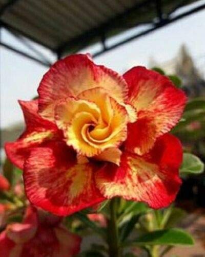 8 Red and Orange Desert Rose Seeds Adenium Obesum Exotic Tropical Flower Seed Flowers Bloom