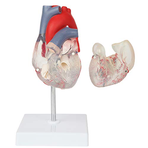 Axis Scientific Heart Model, Transparent 2-Part Deluxe Life Size Human Heart Replica, Held Together with Magnets, Includes Mounted Display Base,