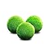 Luffy 3 Giant Marimo Moss Balls (1.5
