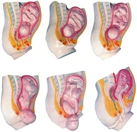 看護マネキンの全期間胎児分娩プロセスモデル医療教育シミュレーションモデル自然なサイズ 激安格安割引情報満載