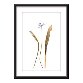 Framed Plant Leaves Specimen Art in Black Picture...