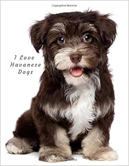 large havanese