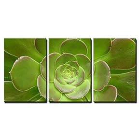 3 Piece Canvas Wall Art - a Green Cacti Flower - Modern Home Art Stretched and Framed Ready to Hang - 16"x24"x3 Panels