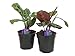 Shop Succulents | Standing Collection | Hand Selected, Air Purifying Live Maranta Red Prayer Indoor House Plant in 4