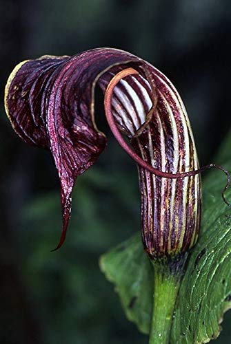 Radha Krishna Agriculture Amorphophallus bulbifer ( Snake Lily ) Important Flower Bulbs ( Pack Of 1 Bulb )