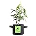 G-LEAF Grow Bag, 3-Gallon 5-Bag Grow Pot for Plant