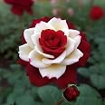 25 Rare Seeds Pnk Whte Rose Seeds Perennal authentc - Etsy