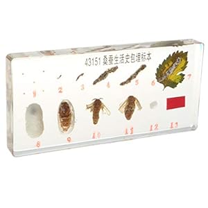 Homyl Esemplare di Animali Realistici Fermacarte di Giocattoli per La Crescita delle Piante per L'insegnamento della…