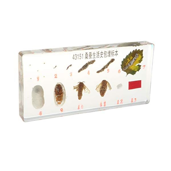 Homyl Esemplare di Animali Realistici Fermacarte di Giocattoli per La Crescita delle Piante per L'insegnamento della…