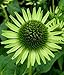 (HECON)~"GREEN JEWEL" CONEFLOWER~Seeds!!!!~~~~~~Lime Green Beauty!!