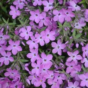 Phlox-Rose-Sprite - Quart Pot (Perennial) - New Arrival
