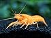 Aquatic Arts 1 Juvenile Neon Red Crayfish | Live Freshwater Aquarium Lobster/Crawfish/Crawdad/Real Living Fish Tank Pet