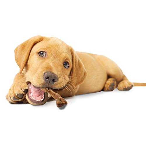 NYLABONE HEALTHY EDIBLES WILD NATURAL LONG-LASTING TURKEY FLAVOR BONE CHEW TREATS FOR DOGS, SMALL/REGULAR (4 COUNT)