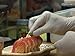 GREAT GLOVE Vinyl Food Service  Glove