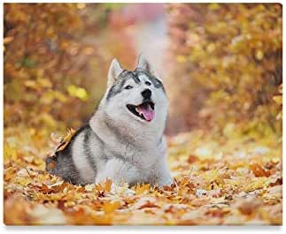 yellow siberian husky