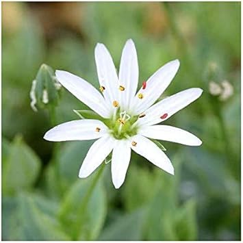 Amazon Co Jp 山野草 色丹ハコベ ３号 １ポット 休眠株 ペット用品