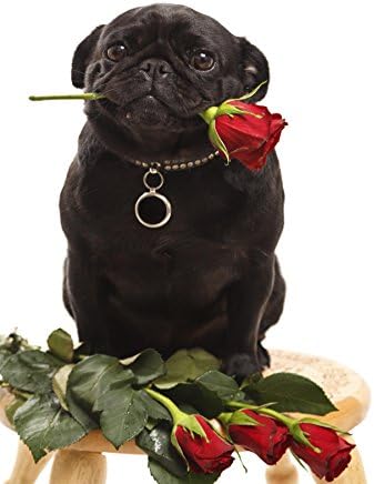 "You Want This Rose" Cute Funny Pug Puppy Animal Poster - Kids, Teens, or Adult Animal Art Print Wall Art Poster Print (18X24 inch hi gloss Wall Decal