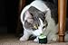 munchiecat Maki Sushi Toys for Cats and Kittens, Organic Catnip, Crinkle Paper Bells Rattle Set | Made with Non-Toxic, Safe, Pet Friendly Materials (4-pc)