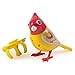 Digi Birds Single Pack, Dawn
