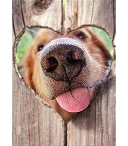 Carte De Saint-Valentin Golden Retriever – Adorable Cadeau