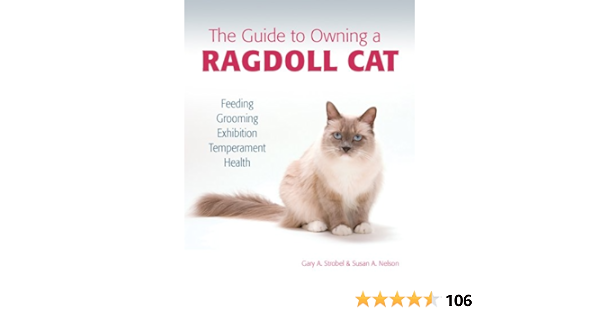 feeding ragdoll kittens