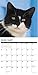 Just Tuxedo Cats 2020 Wall Calendar