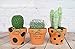 My Urban Crafts 16 Pcs Small Terracotta Pots 2.5 x 3 inch Mini Flower Clay Pots with Drainage Hole Ceramic Pottery Terra Cotta Planter for Succulents and Cactus, Wedding Favors and Baby Shower Favors