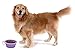 Prima Pet Expandable / Collapsible Silicone Food & Water Travel Bowl with Clip for Medium & Large Dog, Portable and Durable Pop-up Feeder for Convenient On-the-go Feeding, Size: 5 Cups (7 Inch Diameter Bowl) (LARGE (5 CUPS), PURPLE)