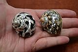 2 Pcs Black Pica Cyprea & Sarmaticus Turbo Sea Shell Hermit Crab 1 1/2-2