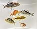 Toledo Goldfish Live Butterfly Fin and Regular Koi Combo for Ponds, Aquariums or Tanks – USA Born and Raised – Live Arrival Guarantee (3 to 4 inches, 4 Fish)thumb 2