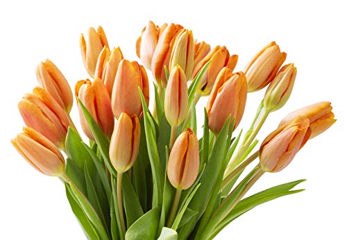 Blooms2Door 20 Orange Tulips (Farm-Fresh Flowers, Cut-to-Order, and Homegrown in the USA) - Thumbnail 5