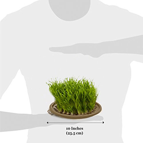 image for SunGrow Activate Cat’s Senses with Grass Toy -- Grow your Own Patch 