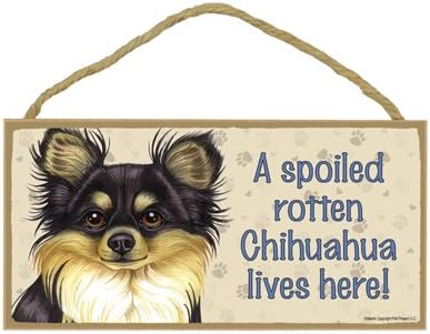 Amazon Com Chihuahua Long Haired Black And Tan A Spoiled