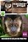 Livro Macaco-prego