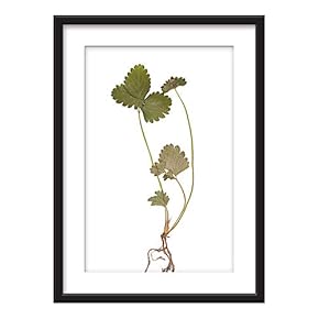 Framed Wall Art - Plant Specimen - Giclee Printed Art in Black Picture Frames White Matting - 23x31 inches