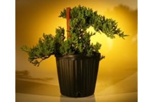 BONSAI BOY Pre Bonsai Juniper Bonsai Tree - Staked (Juniper Procumbens nana)
