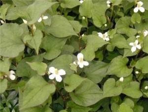 Amazon 自然栽培 完全自然栽培 無農薬 無施肥 国産 安曇野産 100 どくだみ茶 当年産160ｇ 安曇野エコ どくだみ茶 通販