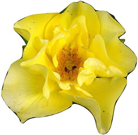 ROSE A FAITHFUL FRIEND-Ideal Gift To Send In Memory Of A Special Pet Dog,Cat,Horse