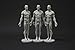 Male Anatomy Figure Collection: Planar, Ecorche and Skin - Anatomical Reference for Artists