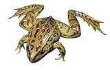 Frey Choice Preserved Grass Frogs - 3.5 4 inches - Pack of 10