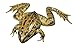 Frey Choice Preserved Grass Frogs - 3.5 4 inches - Pack of 10