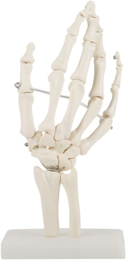 Skeleton Model - Medical Anatomical Life-Size Human,Hand Joint Study Skeleton Model