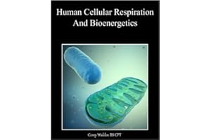 Human Cellular Respiration And Bioenergetics